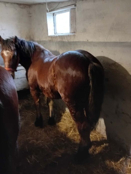 Vând o iapa și un mânz și o manza