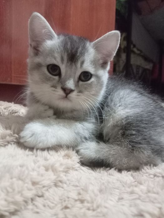 Шиншила кошки продаются