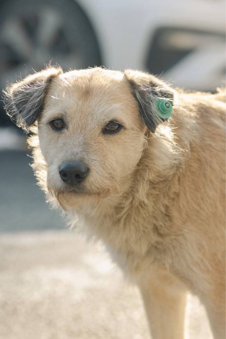 Красивый пес в добрые руки