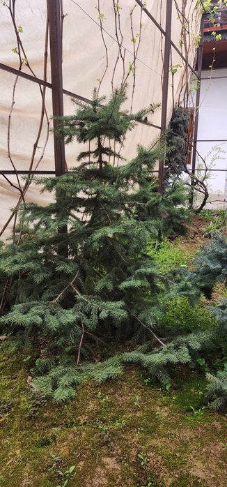 Голубой ель крымский.