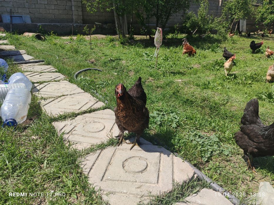 Домашный 12 ойлик товуклар сотилади