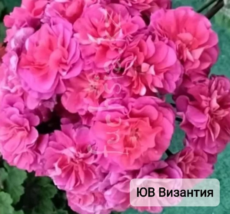 Укоренённые черенки сортовых пеларгоний
