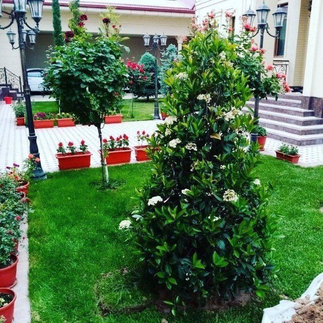 Gul ekamiz xar xil shakilda