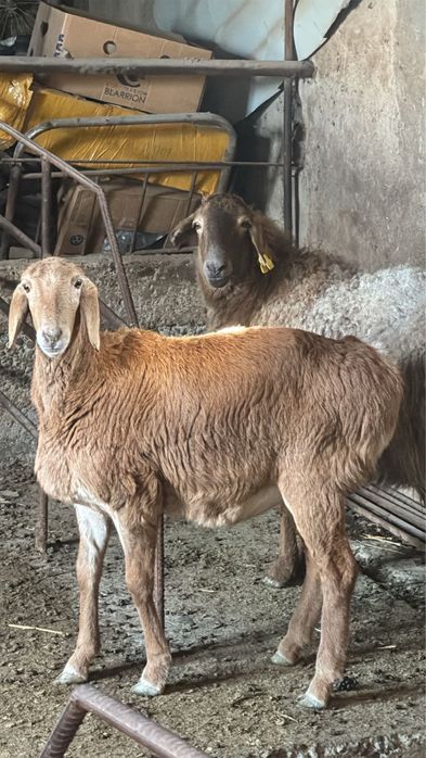 Арашан козы сатылады