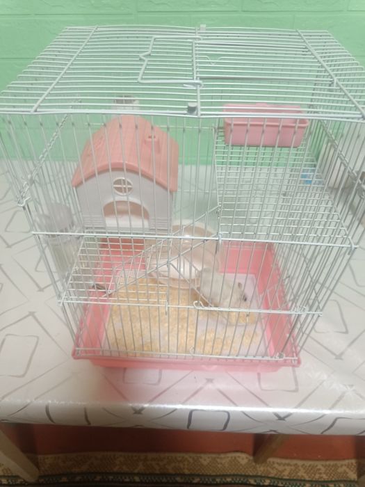 Продам хомека с клеткой