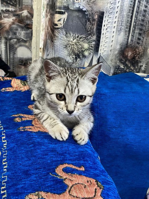 Прадаеться катенок срочно