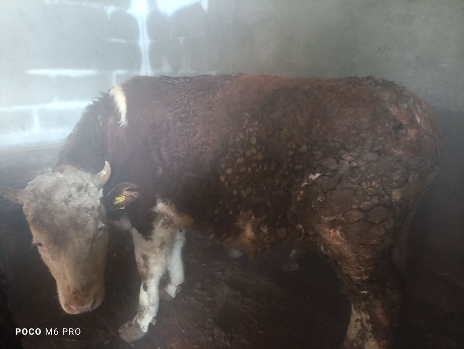 Продам бычки телк