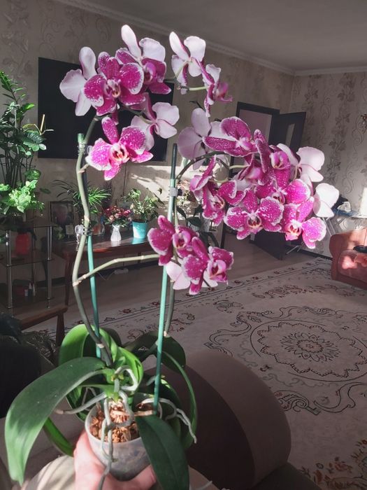 Продам шикарную орхидею