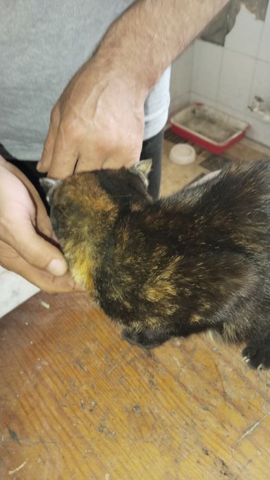 Продам бельгийский котёнок