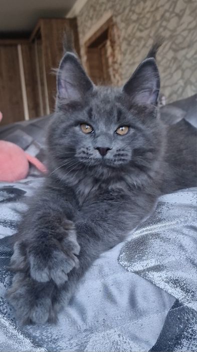 Мейн-кун котёнок