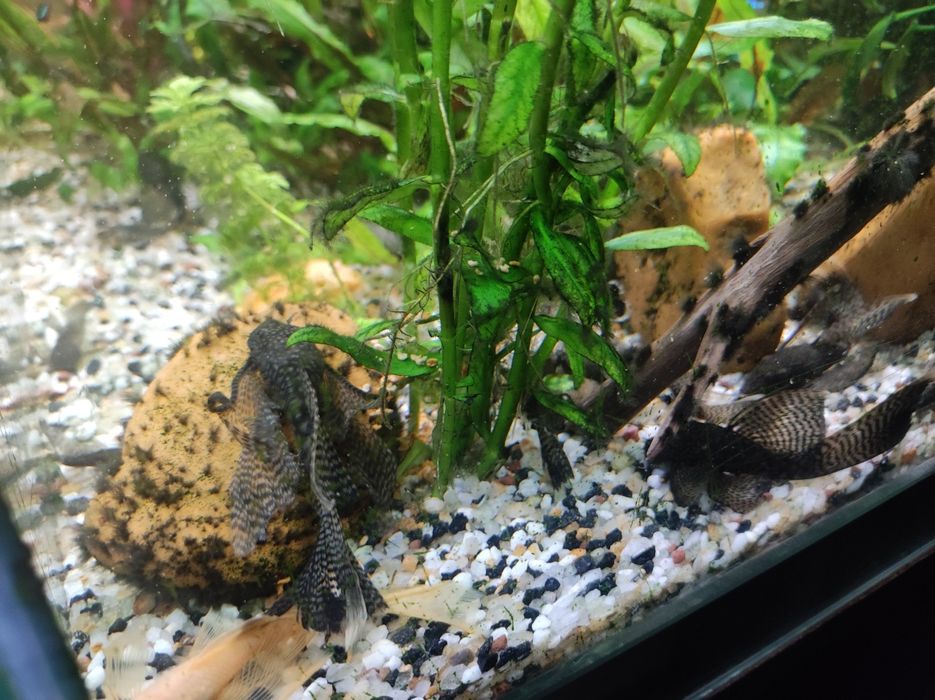 Сомы Анциструсы Вуалехвосты