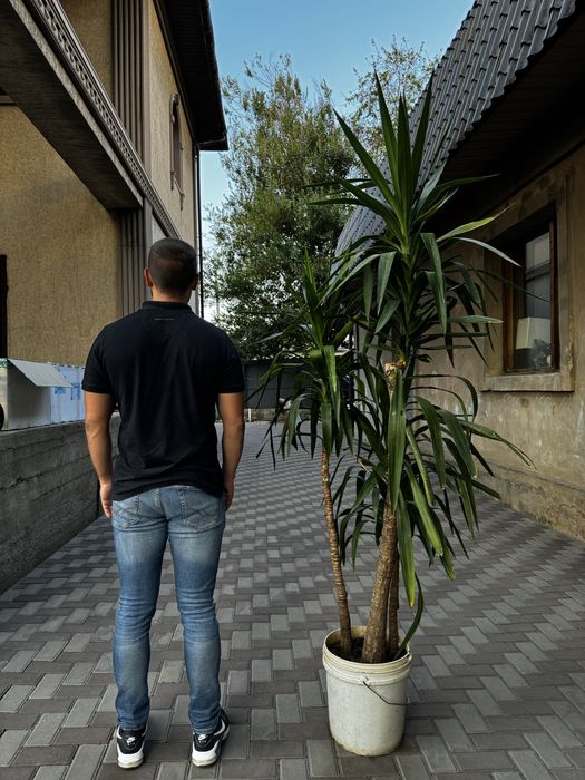 Гигантские пальмы Юкка