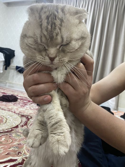 продаю кошку шотладский
