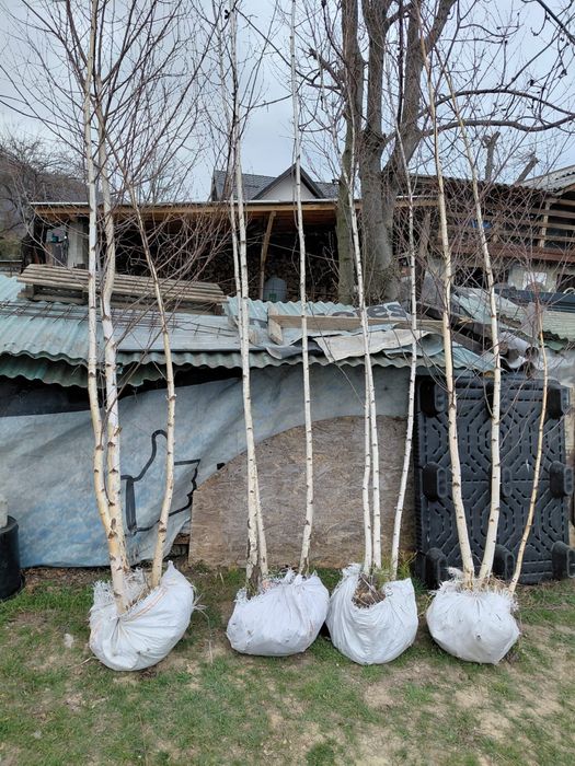 Mesteacan alb 3m - 7m livram oriunde in tara fara avans