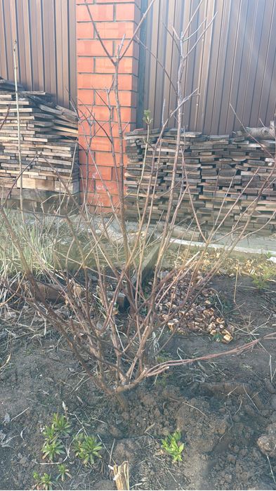 Продам клубнику долгоиграющую