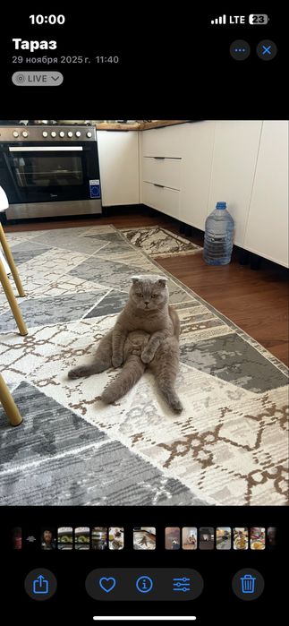 Ищем девочку для крассавца. Вязка