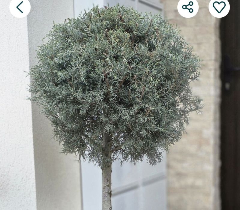 2 plante ornamentale(sau doar una) globulare superbe Chiparos de Ariz