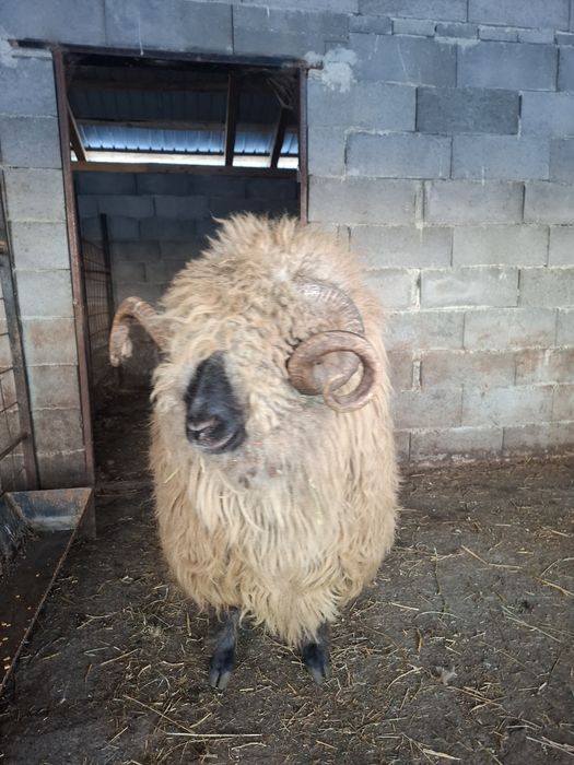 Vând oi țurcane gestante bucalai si oacheșe si un berbec bucalau