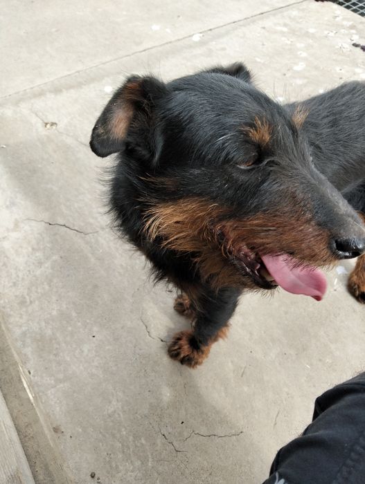 Ягдтеръер продам