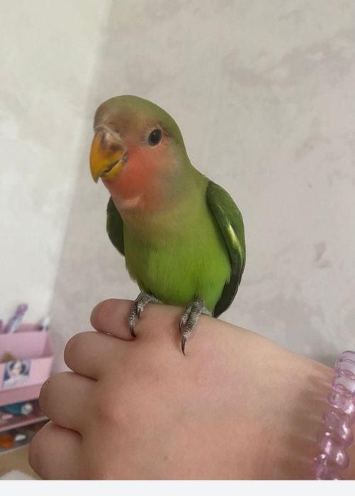 Неразлучники ручные