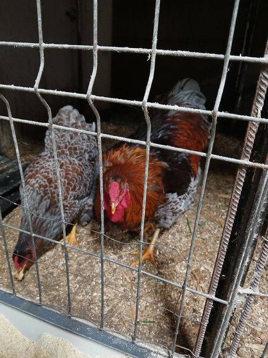 Vând gaini de rasă