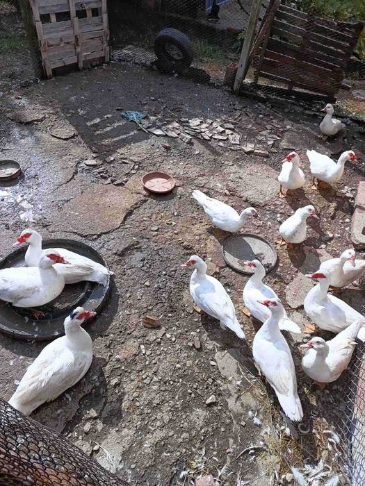 Патици за Коледа- бели. Кокошки -различни породи.