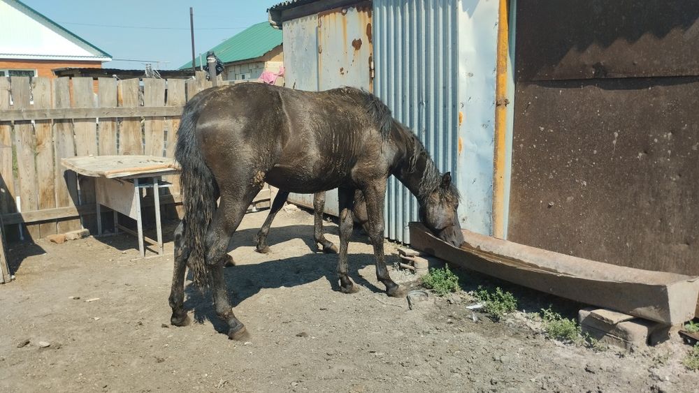 Продам тай стоит на откорме