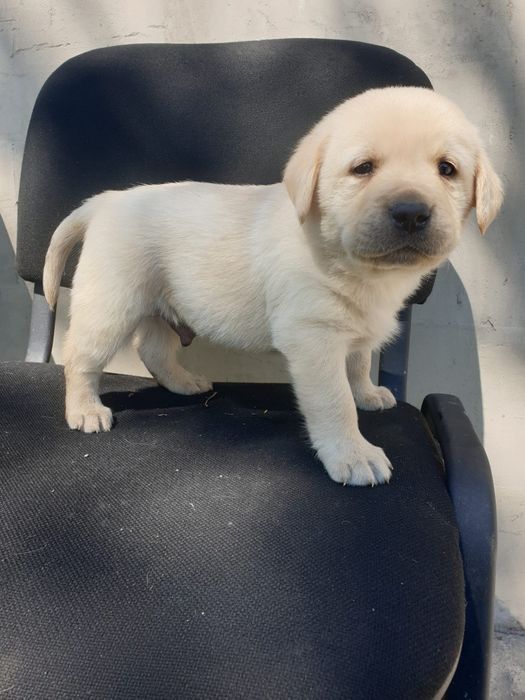 Labrador retriver pedigree