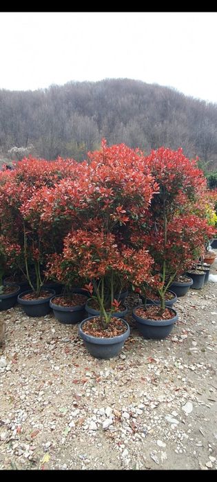 Plante ornamentale calitate extra