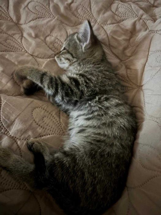 Отдам котенка в хорошие рук