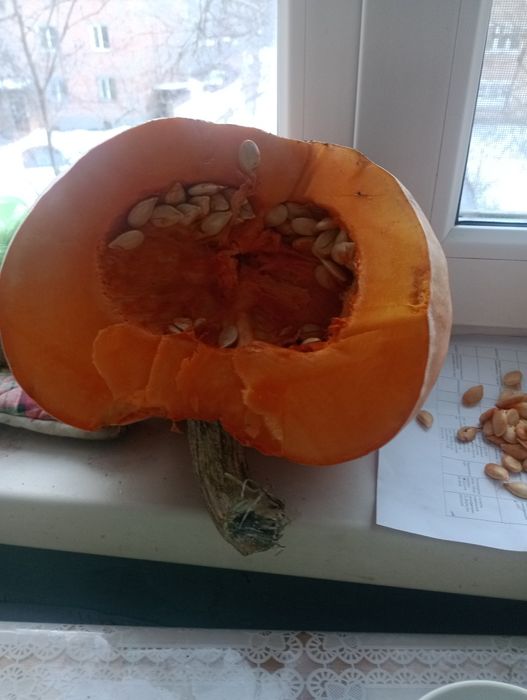 Продам едовую вкусную тыкву