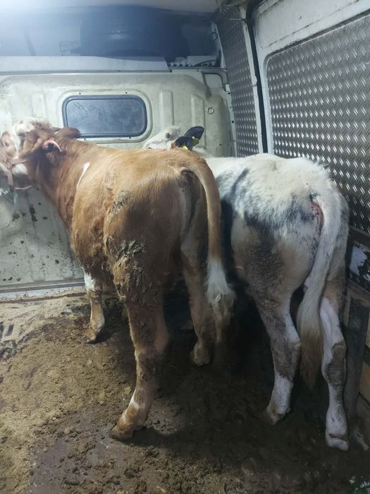 De vânzare 2 tăurași