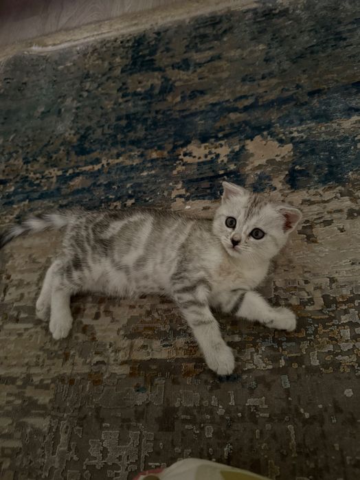 продаю шотландскую кошечку