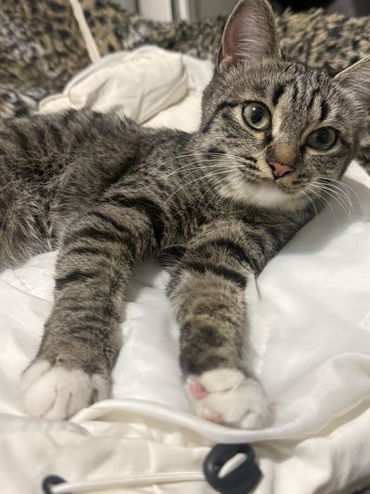 Отдаем кошечку м