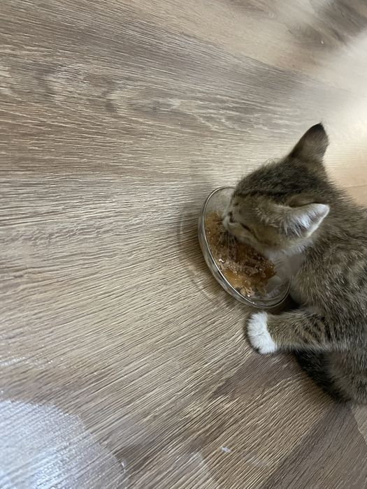 Отдадим котенка в добрые руки