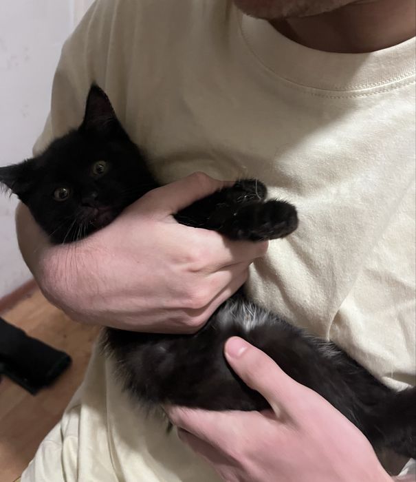 котенок (девочка) в добрые руки