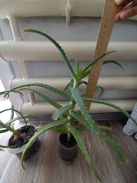 Комнатный цветок Алоэ