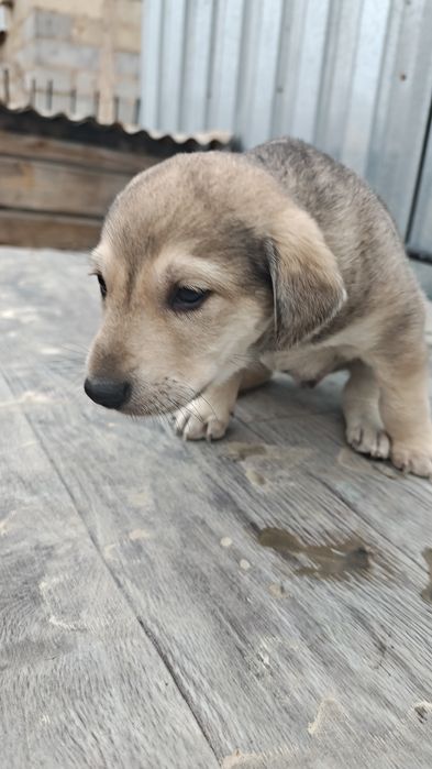 Отдам щенков в добрые руки