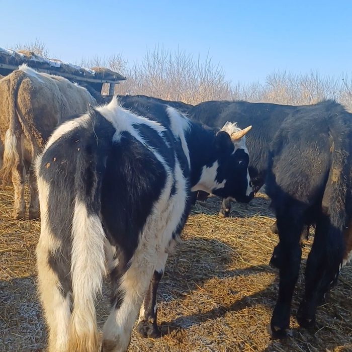 Быки   с откорма