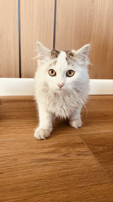 Оддам котят в жорошие руки