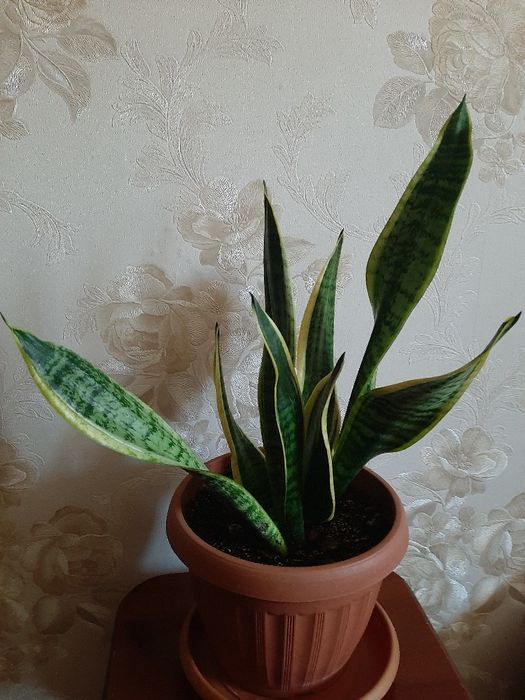 Сансивиерия (Sansevieria)