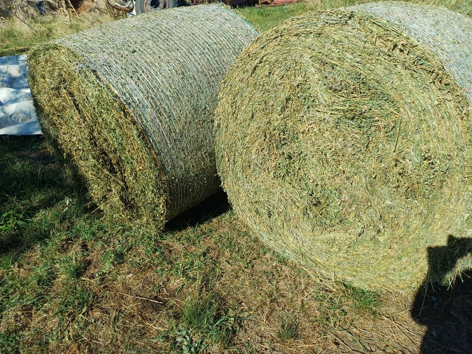 Baloti lucerna, calitate superioara