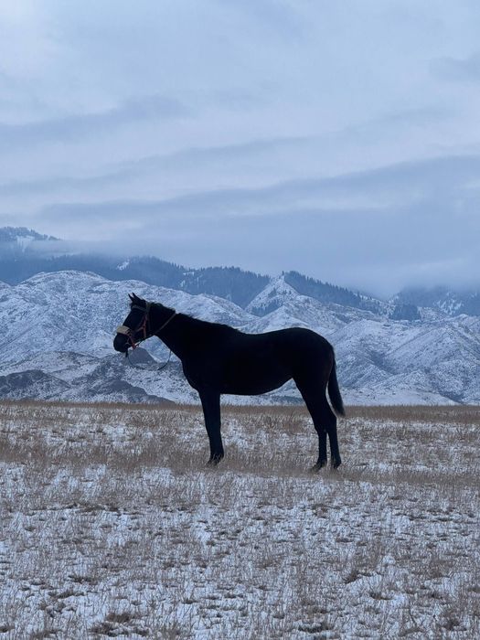 Продам кобылку 2 х летняя чистакровная