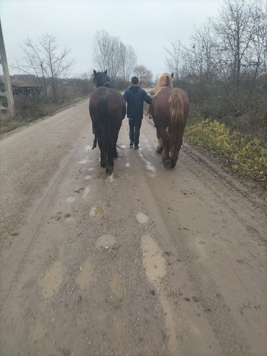 Vând armăsari tineri