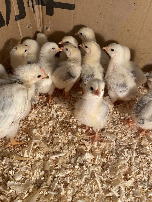 Цыплята породы Адлер.