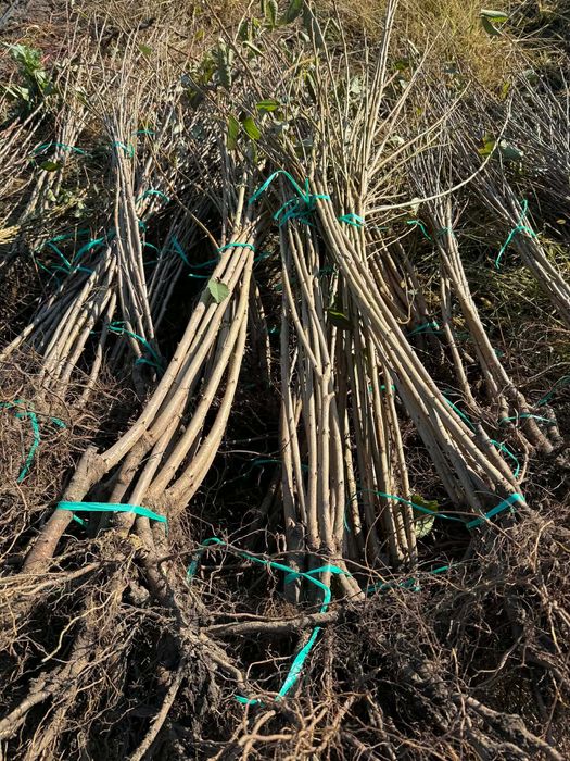 Vand pomi fructiferi - ideali pentru livada sau gradina ta!