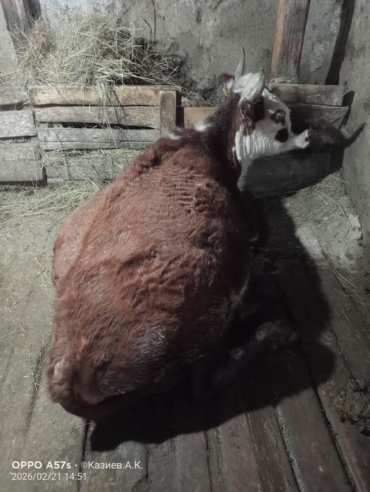 Сиыр сатылады екі туған