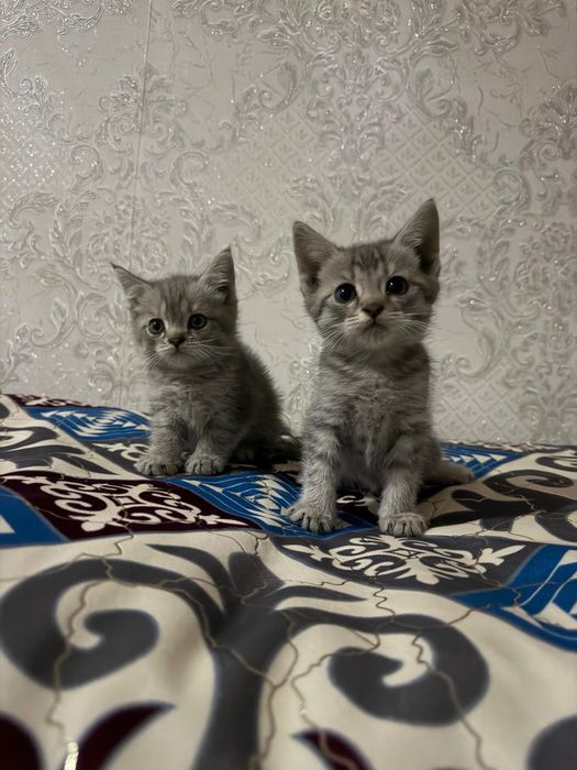 Котята 1 мальчик 2 девочки