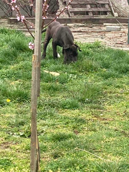 Немски дог продавам