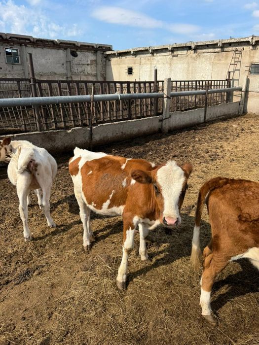 Продам КРС коровы и телята